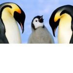 Penguins is awesome!