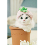 Cat pic lovers of ROBLOX