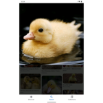 Baby ducky group