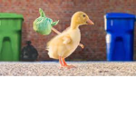 a duck lol