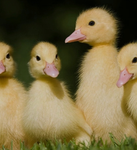 The ducky builders