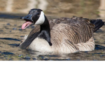 Goose gang for life my dudes