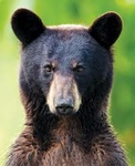 Bear army!, Join the group!