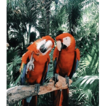 tropical army :) <3