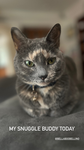 The preppykittys