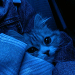 Cassoulet_kawaii