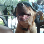DOGE DOGE WOOOOOO