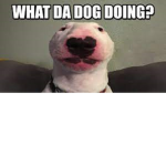 _what da dog doin?_