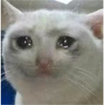 crying cat gang