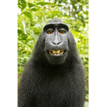 monkey__gang
