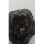phonsy