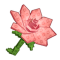 Pink Lily produce