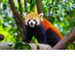 red pandas only!! -_-