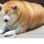 Hi giving rubux
