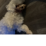 That Cute Dog Mini