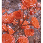 Sunxflwers