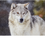 Wolf Fang's Fan Group