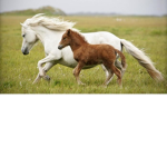 horsey girl
