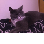 van halen  fans