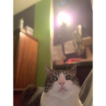 Bright Møøn