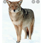 Coyote###########