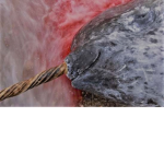 STOP Narwhal-poaching