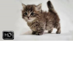 TheKittenClan