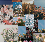 Aesthetic daisy adopt me giveaways and royale high