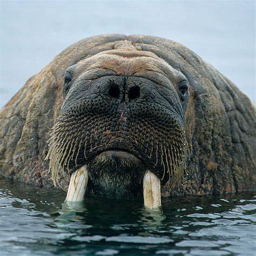 Walrus Beach