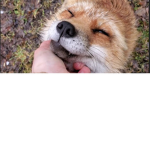 Miles the fox king