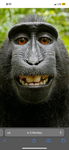 Themanmonkeys