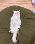 mama ji