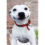 The dog and cat fan group ROBLOX