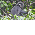 MONKEYY.