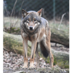 wolf creator crew