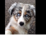 PUPPYS-