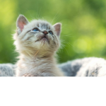 Kitte cat team