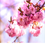 Blossom's <3