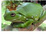 Froggy And Pig go Fan Club (Fans and Subers only)