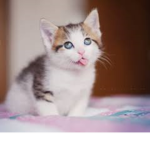 anmie
