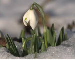 SnowDrop Squad
