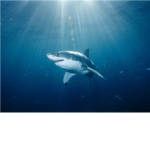 Florida Sharks ™ *NHLR*