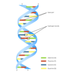 Golwuh's CRISPR Cadets