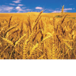 Wheat YEETer studios