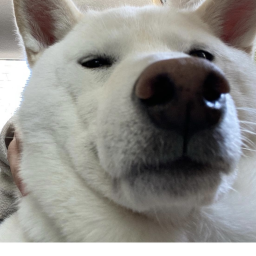 hachi silly obby