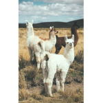 Shopping Llama's!