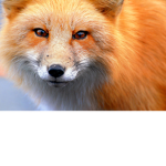 LET THE FOX LIVE