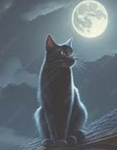 Moon & the cat