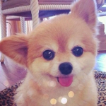 Pets companion