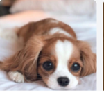 Cute puppy’s games